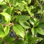 Ageratina ligustrina Hoja