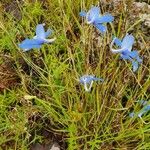 Delphinium leroyi Λουλούδι