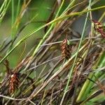 Carex magellanica Habitat