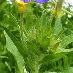 Convolvulus tricolor Floare