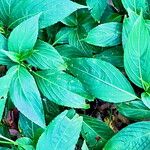 Strobilanthes hamiltoniana List