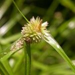 Cyperus hortensis Fruit