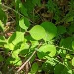 Lonicera reticulata Lehti