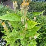 Celosia argentea Hábito