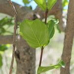 Combretum apiculatum Frunză