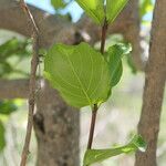 Combretum apiculatum Blatt