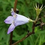 Campanula rapunculus 花