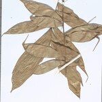 Bactris gastoniana Hoja