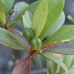 Baloghia alternifolia