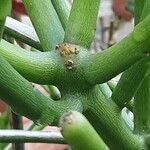 Euphorbia aphylla Corteza