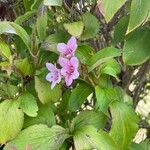 Weigela florida Цветок