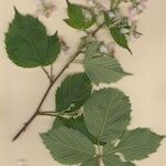 Rubus nemorosus Other