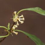 Pleiocarpa pycnantha Flower