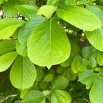 Magnolia kobus Feuille