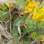 Corydalis aurea Lapas