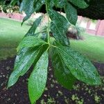 Nyssa sylvatica Leaf