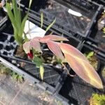 Gladiolus dalenii Floare