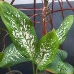 Aglaonema commutatum Folha