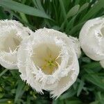 Tulipa spp. ᱵᱟᱦᱟ