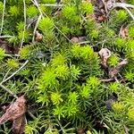 Petrosedum forsterianum Hoja