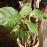Solandra maxima Leaf