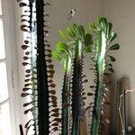 Euphorbia trigona Yaprak