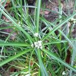 Cyperus luzulae Flower