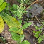 Salvia plebeia Habit