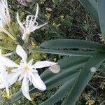 Pancratium illyricum Hábito