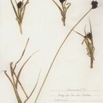 Carex parviflora Hábito
