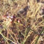 Polygonum equisetiforme Kwiat