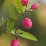 Carissa carandas Fruit