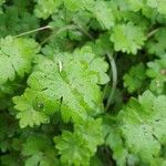 Bowlesia incana Yaprak
