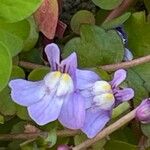 Cymbalaria muralis Flor