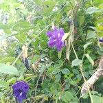 Clitoria ternatea ᱵᱟᱦᱟ