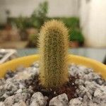 Cleistocactus winteri Leht