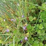 Scutellaria galericulata Floare