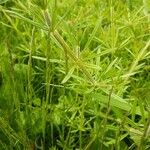 Galium aparine برگ