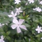 Vinca difformisFlor