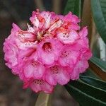 Rhododendron lanigerum Blodyn