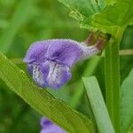 Scutellaria galericulata Lorea