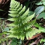 Dryopteris carthusiana Hoja