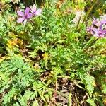 Erodium cicutarium Blad