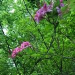 Rhododendron periclymenoides Blomma