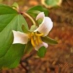 Trillium cernuum Floare