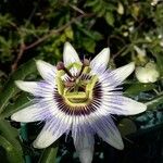 Passiflora caerulea花