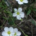 Arenaria montanaFlower