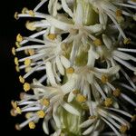 Schoenocaulon officinale Flor