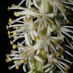 Schoenocaulon officinale Flower