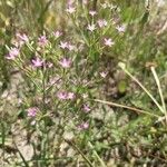 Centaurium tenuiflorum Flor